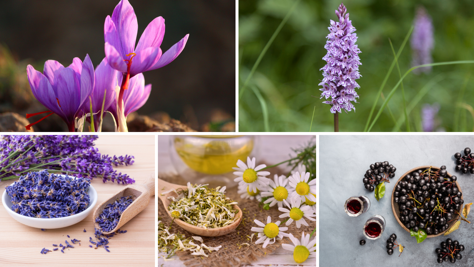 Tıbbi ve Aromatik Bitki Yetiştiriciliği Kursu