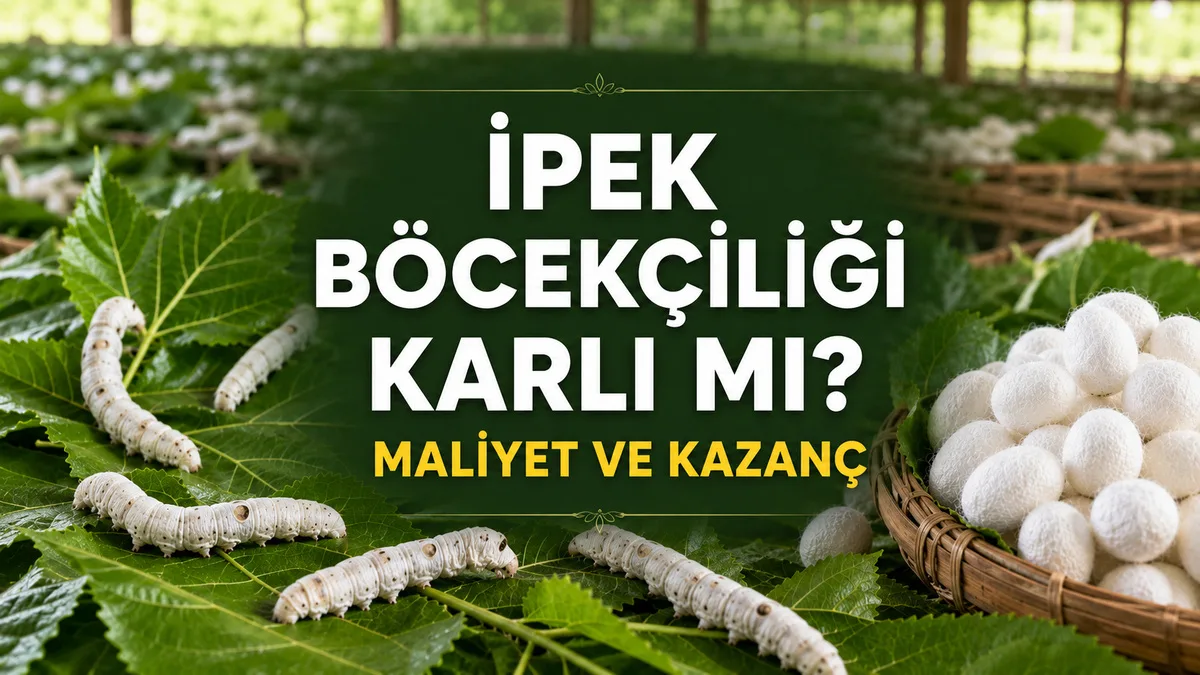 Dut yaprakları üzerinde ipek böcekleri ve beyaz kozalarla ipek böcekçiliği maliyet ve kazanç analizi.
